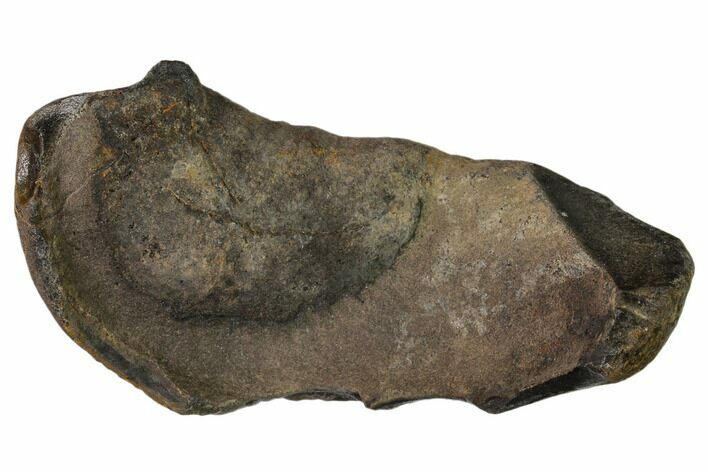 Fossil Whale Ear Bone - Miocene #136899